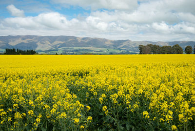 Scenic view of oilseed rape field against cloudy sky