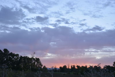 Low angle view of trees against sky during sunset