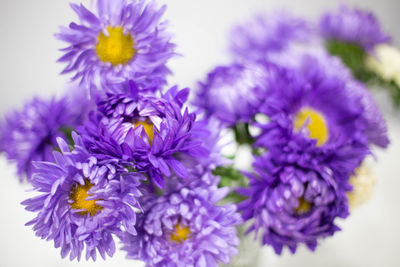 Close-up of purple flowers