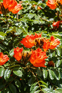 Close-up of orange hibiscus blooming outdoors