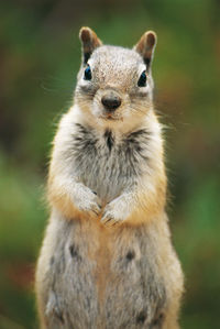 Close-up portrait of rabbit