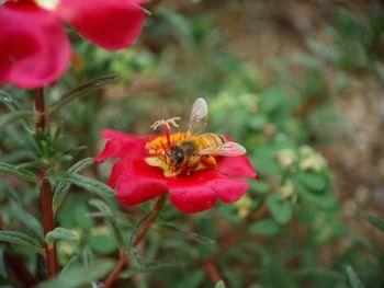 Close-up of bee pollinating on flower