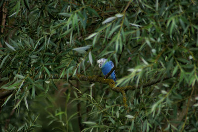 Bird perching on a plant