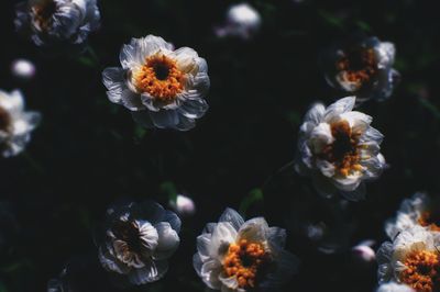 Close-up of flowers against blurred background