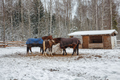 Horses standing in ranch on snow covered field