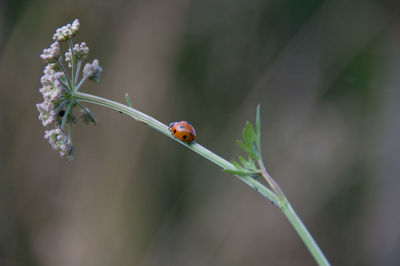 Close-up of insect on plant