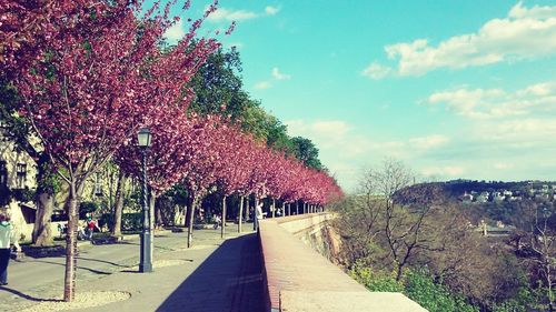 Footpath amidst trees