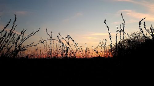 Silhouette plants against sky during sunset