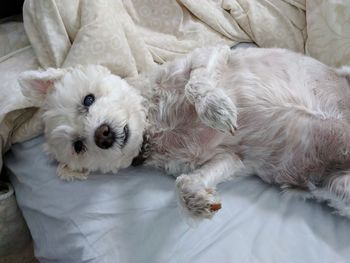 Portrait of dog lying down on bed