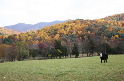 Scenic view of grassy field against clear sky