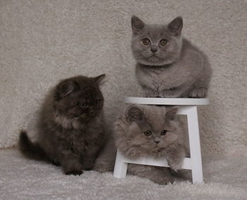 Portrait of kitten sitting on floor