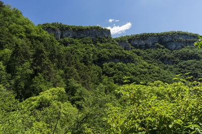 Scenic view of forest against sky