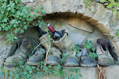 Plants on rock