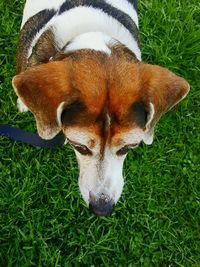 Close-up of horse on field