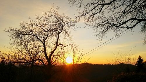Silhouette of trees at sunset