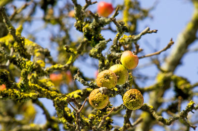 Low angle view of apples growing on tree against sky