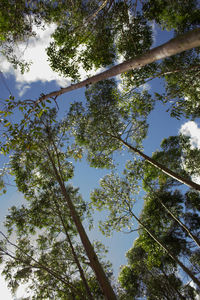 Low angle view of trees against clear blue sky