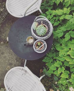 High angle view of shoes on plant