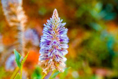 Close-up of purple flowering plant