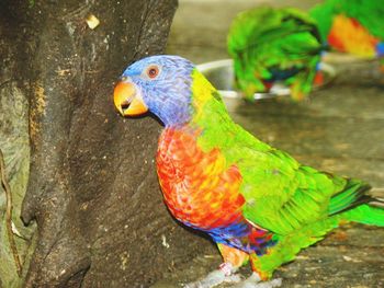 Close-up of parrot