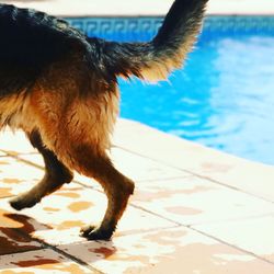 Close-up of dog on swimming pool