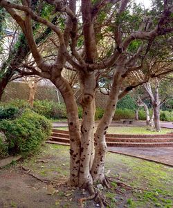 Close-up of tree