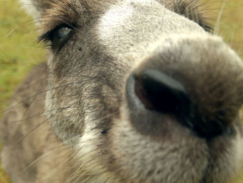 Close-up of animal eye