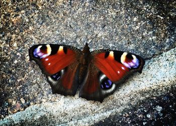 Close-up of butterfly