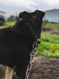 Close-up of a dog