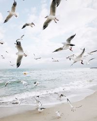 Flock of seagulls flying at seaside against sky