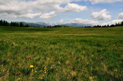 Scenic view of field against sky