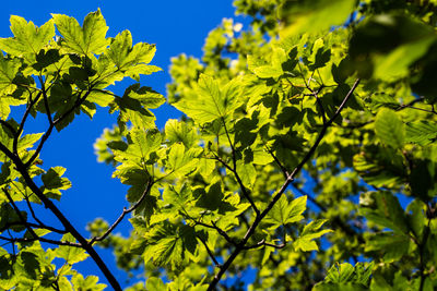 Low angle view of leaves against sky