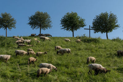 Flock of sheep on field