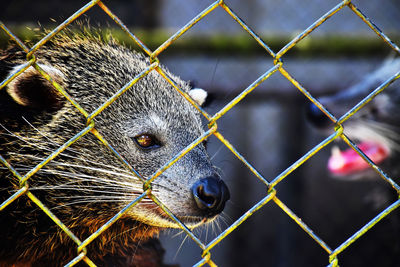 Close-up of snake seen through chainlink fence