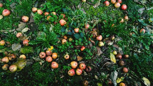 High angle view of apples growing on tree