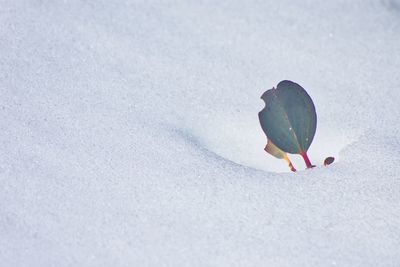 Gum leaf poking out of the snow