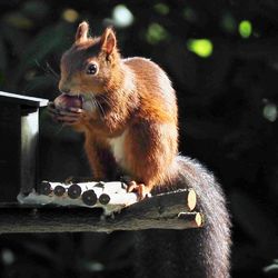 Close-up of squirrel on wood
