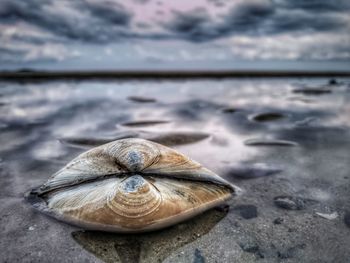 Close-up of shell on rock