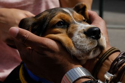 Midsection of man holding dog