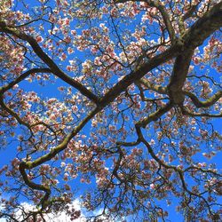 Low angle view of fresh tree against sky