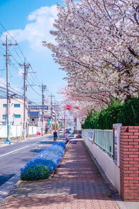 View of cherry blossom trees in city