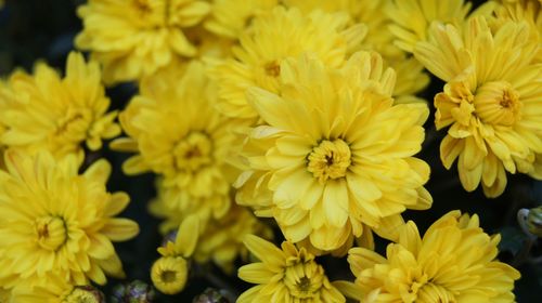 Close-up of yellow flowering plants