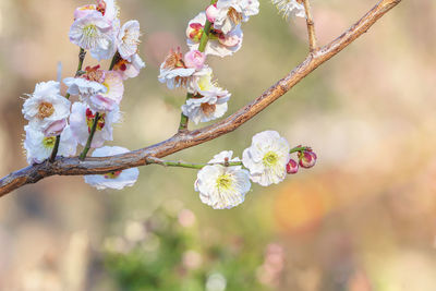 Close-up on a white plum tree flowers in bloom against a bokeh background.