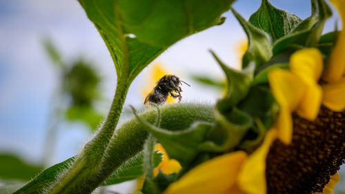 Close-up of bee pollinating on flower