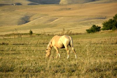 Horses grazing on field
