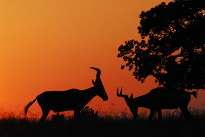 Deer standing on field against sky during sunset