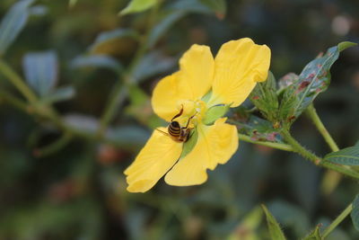 Close-up of insect on yellow flower