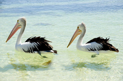 Swans in lake