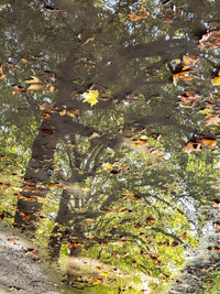 High angle view of flowering plants by trees