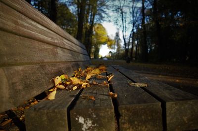 Autumn leaves on wood